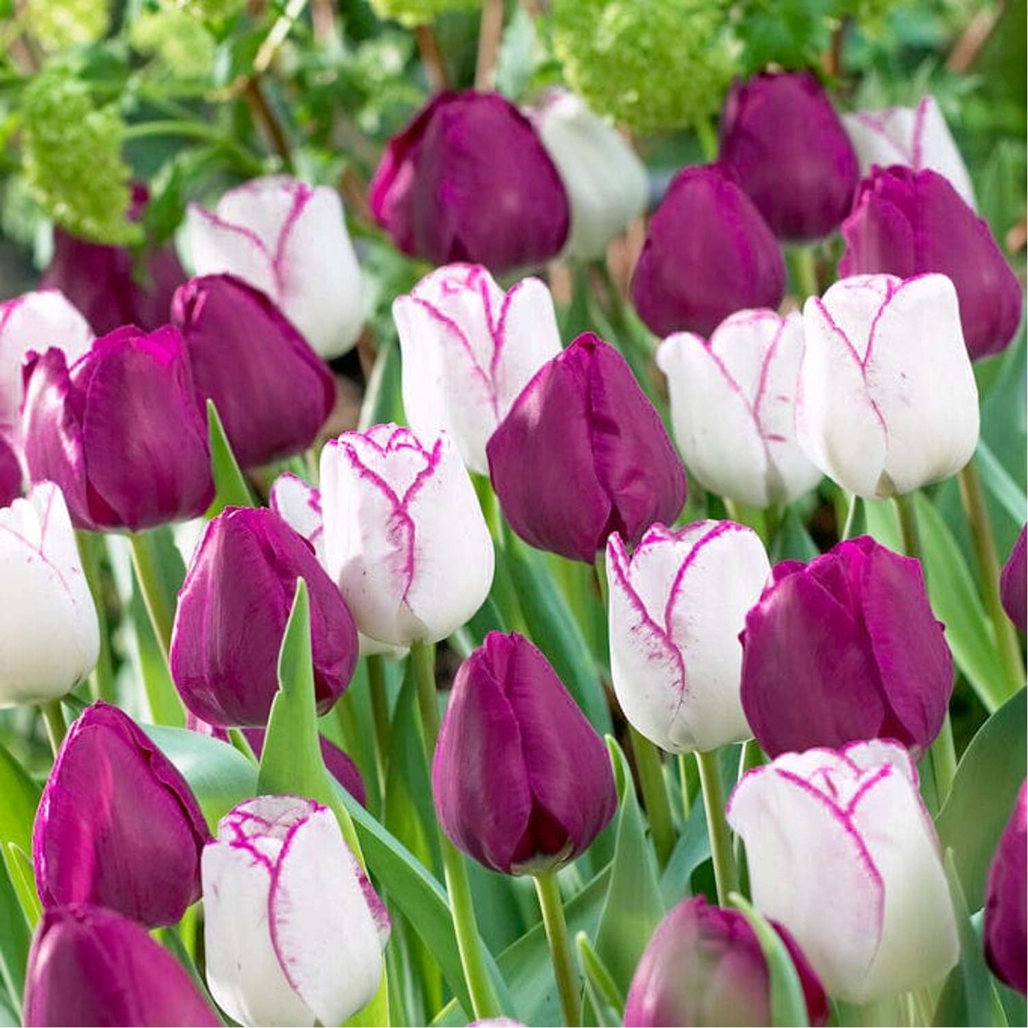 Mélange de tulipes 'Ella'